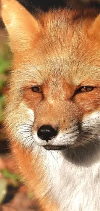 Red Fox Fox Swift Fox Live Wallpaper