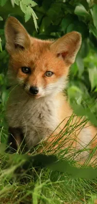 Red Fox Plant Carnivore Live Wallpaper