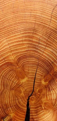 This phone live wallpaper showcases a close-up of a tree trunk's cross-section in exquisite detail