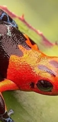 This live wallpaper showcases a detailed close-up of a red and black frog perched on a green leaf