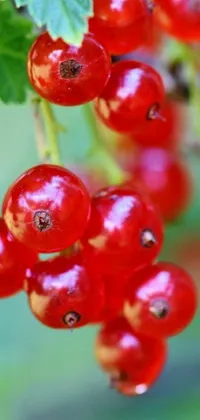 Red Macro Photography Berry Live Wallpaper