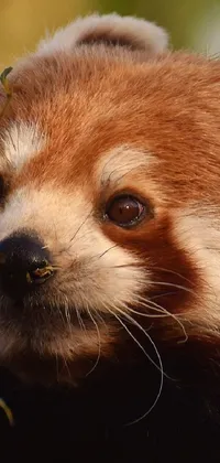 Red Panda Carnivore Eyelash Live Wallpaper