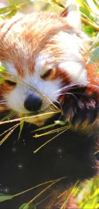 Red Panda Punching Hunger Live Wallpaper - free download