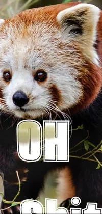 Red Panda Carnivore Organism Live Wallpaper - free download