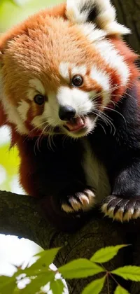 Red Panda Carnivore Plant Live Wallpaper