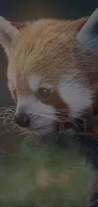 Red Panda Carnivore Whiskers Live Wallpaper