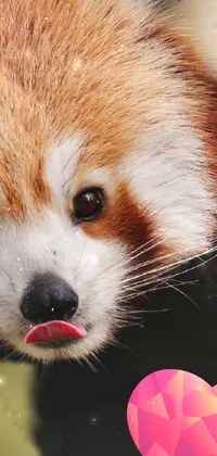 Cute red panda Live Wallpaper