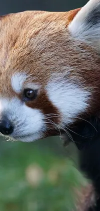 Looking for an adorable and interactive live wallpaper for your phone? Look no further than this captivating image of a red panda sitting atop a rock, surrounded by lush greenery