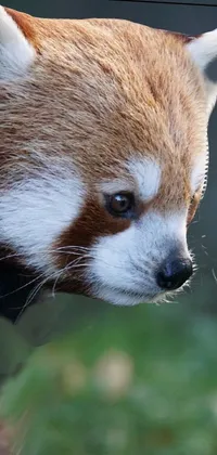 This live phone wallpaper features a close up of a serious and focused red panda's face