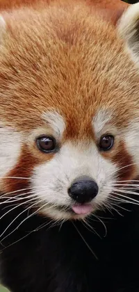 Red Panda Head Carnivore Live Wallpaper