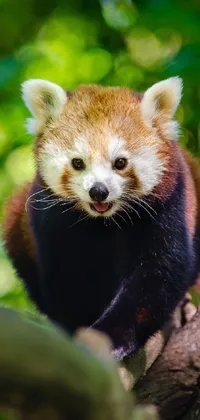 This stunning live phone wallpaper showcases a captivating image of a red panda on a tree branch
