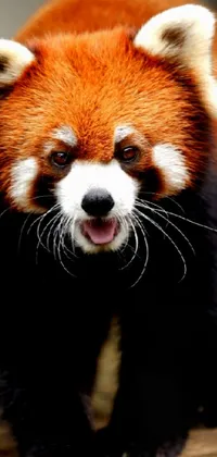 Red Panda Head Eye Live Wallpaper
