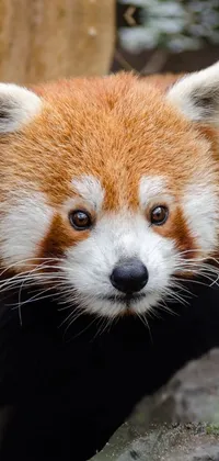 Red Panda Head Vertebrate Live Wallpaper