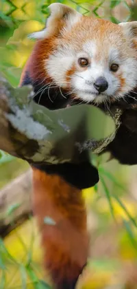 Red Panda Nature Carnivore Live Wallpaper