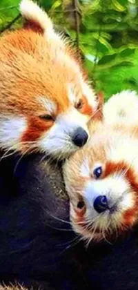 Red Panda Organism Mammal Live Wallpaper