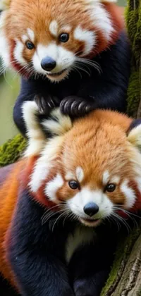 Red Panda Photograph Plant Live Wallpaper