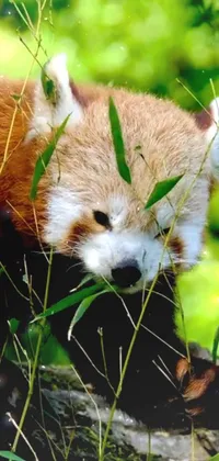Red Panda Plant Carnivore Live Wallpaper