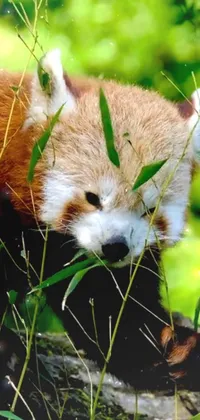 Red Panda Carnivore Organism Live Wallpaper - free download