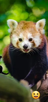 This phone live wallpaper features a stunning digital rendering of a red panda resting on a tree branch amidst a lush green forest background