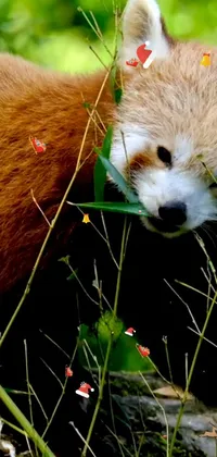 Red Panda Plant Carnivore Live Wallpaper