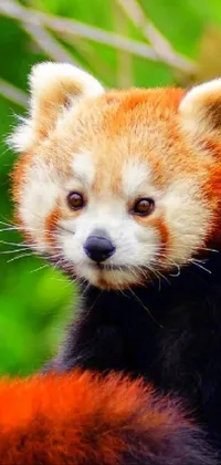 Red Panda Plant Carnivore Live Wallpaper