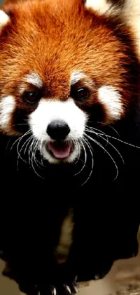 Red Panda Vertebrate Carnivore Live Wallpaper - download