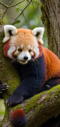 Red Panda Plant Eye Live Wallpaper