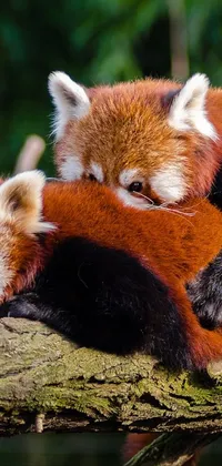 Red Panda Plant Natural Environment Live Wallpaper