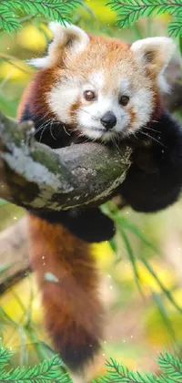 Red Panda Plant Nature Live Wallpaper