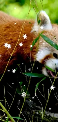 Red Panda Plant Whiskers Live Wallpaper