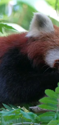 Red Panda Primate Nature Live Wallpaper
