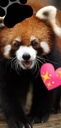 Red Panda Vertebrate Carnivore Live Wallpaper