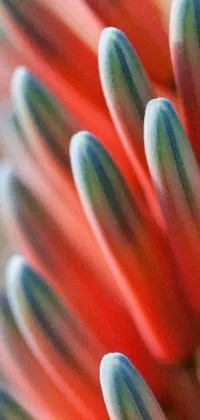 This close-up toothbrush phone live wallpaper showcases a stunning macro image of various brush heads with coral red, pink, and yellow hues