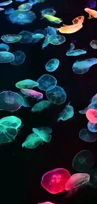 This phone live wallpaper features a mesmerizing display of colorful jellyfish floating on a black background