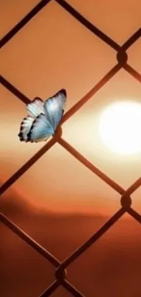 Looking for a stunning live wallpaper for your smartphone? Check out this one featuring a butterfly sitting on a rustic fence against a beautiful sunset