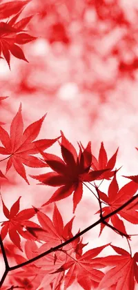 Red Tree Leaf Live Wallpaper