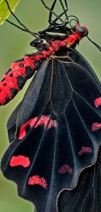 This crimson and black live wallpaper features a highly-detailed butterfly on a leaf, surrounded by surreal giant insects