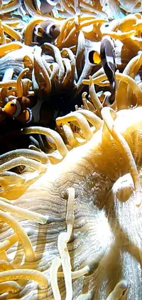Reef Aquarium Marine Invertebrates Live Wallpaper