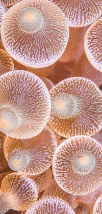 The phone live wallpaper showcases a magnificent close-up of sea anemones inspired by natural lights, precisionism, o'neill cylinder colony, blushing, and mushroom