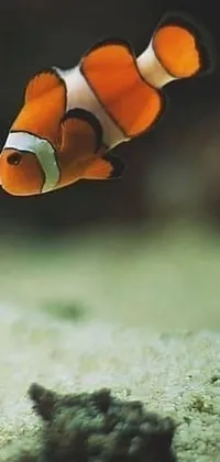 This live wallpaper for your phone features a pair of energetic and colorful clown fish swimming together in close proximity