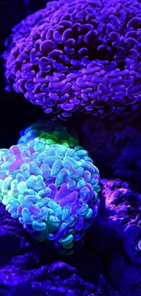 Reef Underwater Aquarium Live Wallpaper