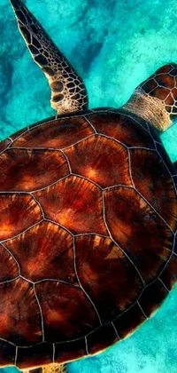 The phone live wallpaper features an image of a turtle swimming in clear blue water