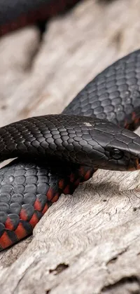 Get a captivating close-up of a stunning snake on a piece of wood with this trendy live wallpaper