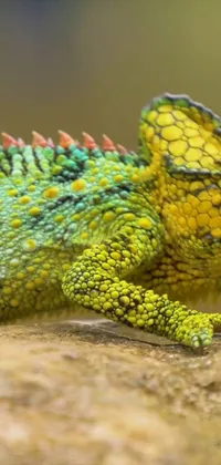 This amazing phone live wallpaper features a highly-detailed, photorealistic image of a chameleon
