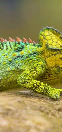 This phone live wallpaper features a stunning macro photograph of a chameleon on a rock