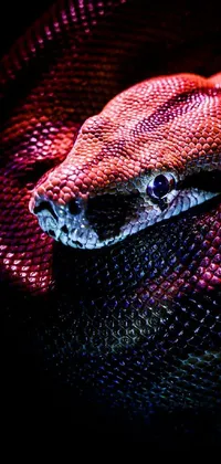 This phone live wallpaper showcases a stunning close-up of a snake on a black surface