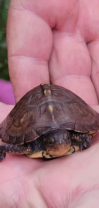 This live wallpaper features an adorable small turtle being gently held in someone's hand
