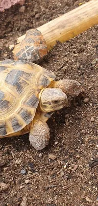 Reptile Gopher Tortoise Terrestrial Animal Live Wallpaper