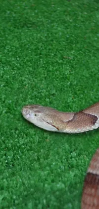 This stunning live phone wallpaper features a beautiful snake resting on a lush green field