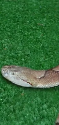 Get captivated by this trending live wallpaper featuring a realistic video footage of a cobra on a green surface